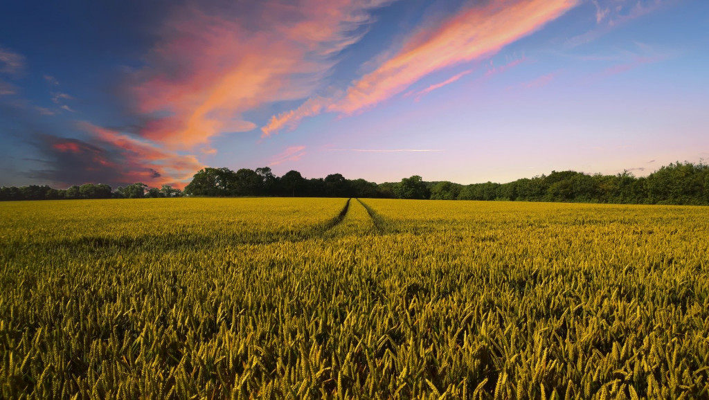 precios agricolas, precios ganadería, 